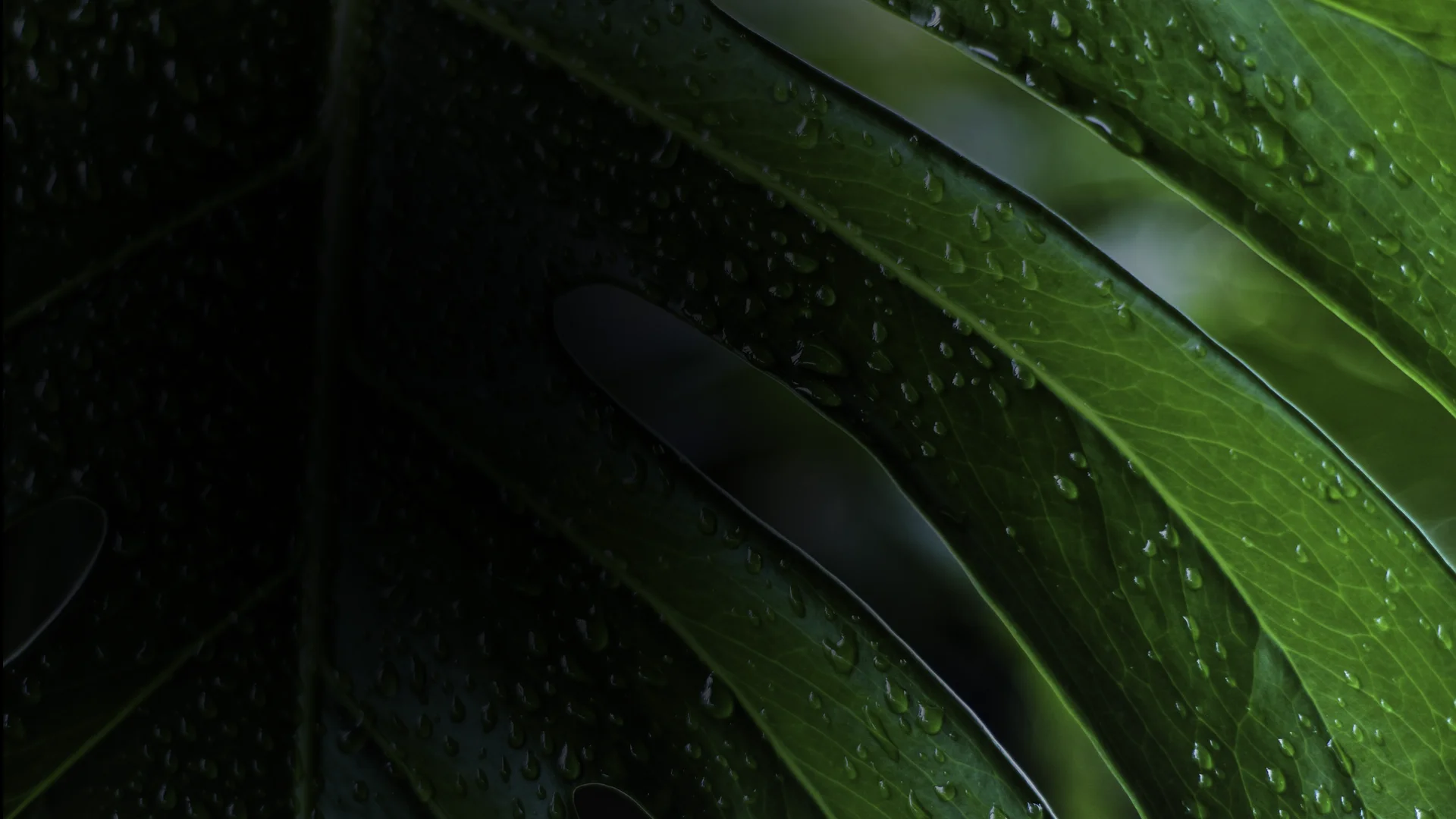 fondo
